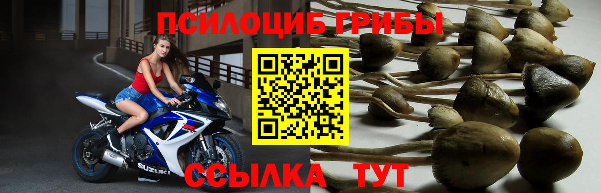 Псилоцибиновые грибы Psilocybe Дятьково
